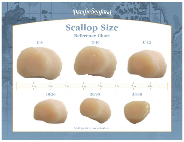 Scallop Size Chart